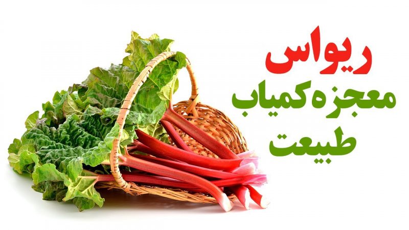 ریواس معجزه کمیاب طبیعت !