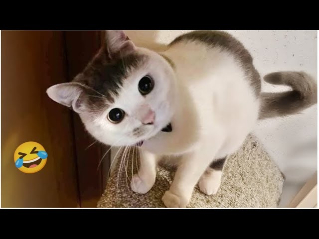 کلیپ خیلی خیلی خنده دار سگ های احمق و بامزه #142
