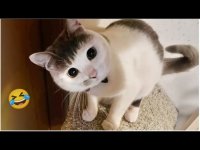 کلیپ خیلی خیلی خنده دار سگ های احمق و بامزه #142
