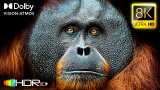 ویدیوهای جالب و شگفت انگیز در طبیعت - بخش 9
