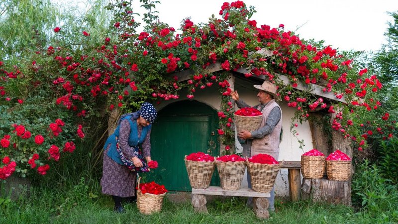آشپزی روستایی در طبیعت آذربایجان - درست کردن  شیرینی و شربت با گل سرخ