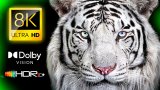 ویدیوهای جالب و شگفت انگیز در طبیعت - بخش 11