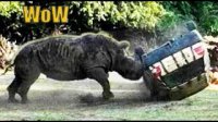 مجموعه ای از حملات حیوانات به ماشین ها
