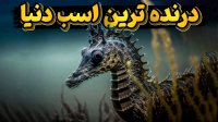 اسب دریایی درنده ترین موجود آب های زمین!